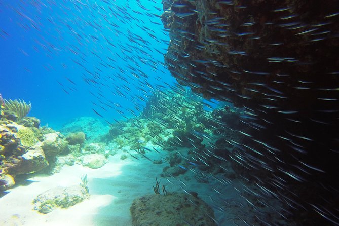 Two-Tank Dive for Certified Diving in St Thomas - Equipment, Group Size, and Safety: The Value You Feel