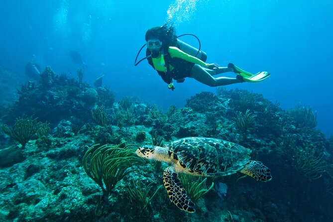 Two-Tank Morning Dive Trip for Certified Divers - Key highlights I’d plan around