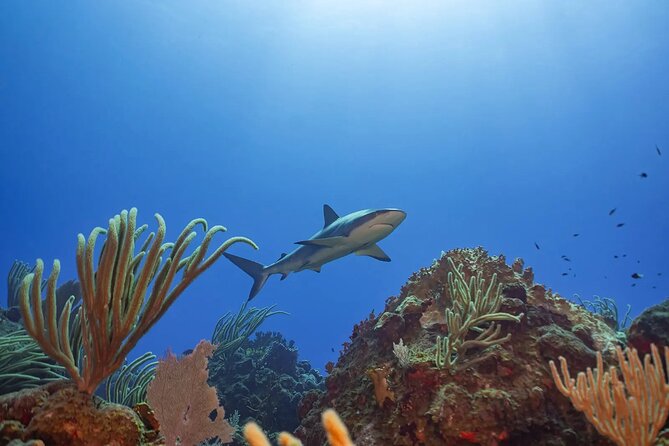 Two-Tank Morning Dive Trip for Certified Divers - Who This Trip Is For: Certified Divers Who Want a Smooth Morning